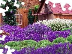 house, lavender, Garden