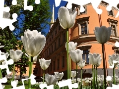 House, White, Tulips