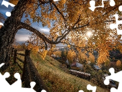 Meadow, trees, fence, birch-tree, autumn, grass, Houses