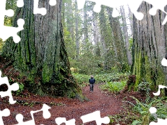 forest, State of California, fern, Redwood National Park, The United States, redwoods, Human