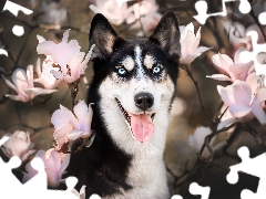 Flowers, Magnolias, Siberian Husky, muzzle, dog