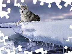 winter, dog, Siberian Husky