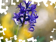 blue, Colourfull Flowers, hyacinth