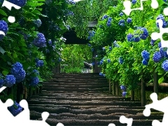 old, Blue, hydrangea, Stairs
