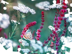 Red, Flowers, Dusky Icarus, White, butterfly