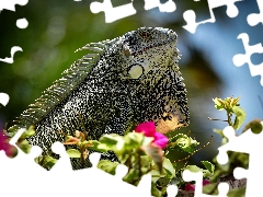 Green Iguana, lizard, Flowers, Iguana