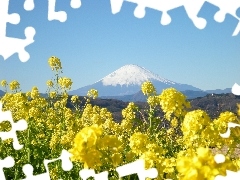 Flowers, Fuji, Japan, mountains