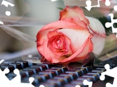 rose, keyboard