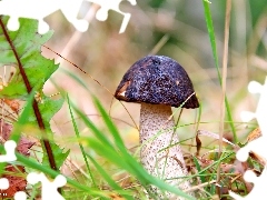 Mushrooms, leg, Kozak, Hat