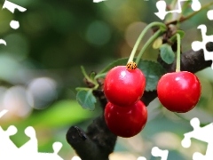 maturing, cherries, ladybird, Red