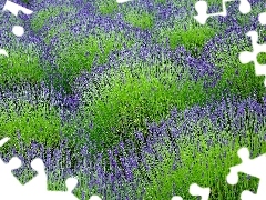 Field, lavender