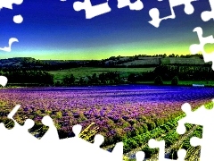 Field, lavender