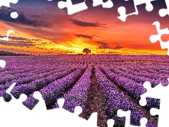 Great Sunsets, clouds, lavender, trees, Field