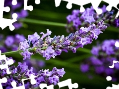 lavender, Twigs, Flower