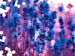 Flowers, lavender