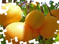 Leaf, Yellow, apricots