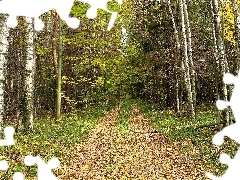 Leaf, autumn, Way, birch, forest