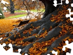 autumn, roots, Leaf, trees