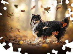 dog, Leaf, autumn, shetland Sheepdog