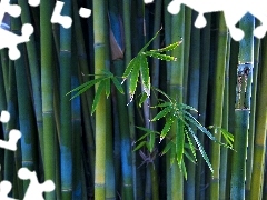 bamboo, Leaf