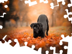 Cane Corso, Black, Leaf, autumn, Park, dog