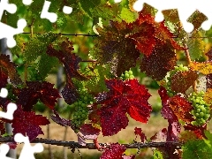 Leaf, Grapes, color