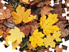 Leaf, Yellow, dry
