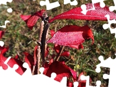 Euonymus, Red, Leaf, twig