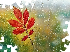 Glass, Autumn, leaf, Rain