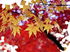 Leaf, trees, maple