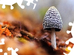 Mushrooms, Leaf