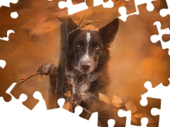 sapling, Border Collie, fuzzy, muzzle, dog, Leaf, background