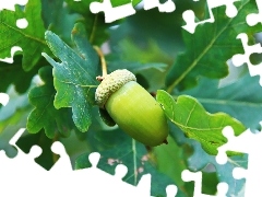 Leaf, acorn, oak