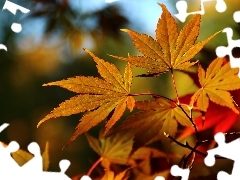 Maple Palm, color, Leaf, autumn