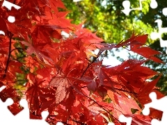Leaf, maple, Red