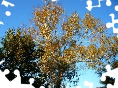 Leaf, trees, Sky