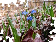 Leaf, Spring, Blue, Flowers, Siberian squill