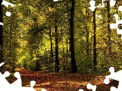 Way, forest, Leaf, Przebijające, luminosity, autumn, sun, flash, ligh