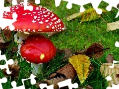 toadstools, withered, Leaf, In The Grass