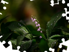 water, drops, lily of the Valley, Leaf, Flowers