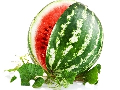 watermelon, Leaf