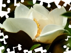 White, Colourfull Flowers, Leaf, Magnolia