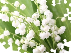 White, green ones, Leaf, lilies