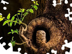 hollow, owl, branch, leaves, trees, Little Owl