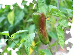 leaves, Green, pepper