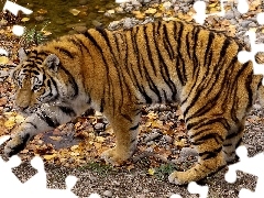 tiger, leaves