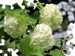 White, green ones, leaves, Viburnum