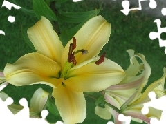 Light yellow, lilies