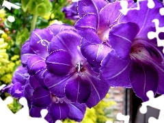 gladiolus, lilac