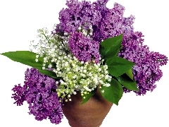 bouquet, purple, Lilacs, white